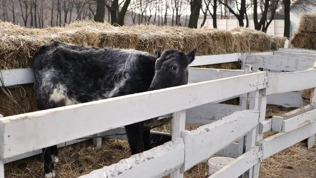 A young calf looks longingly through a wooden fence in winter in the cold.