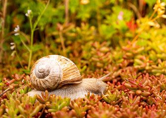 Schnecke