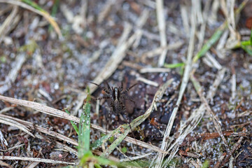 Eine Spinne auf dem Boden eines Waldes.