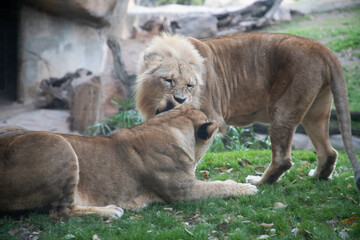 VALENCIA , SPAIN - DECEMBER 9, 2021: lions in Valencia Biopark Spain