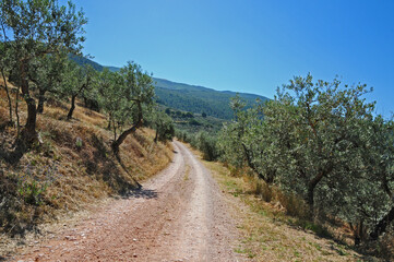 Colline ed uliveti dell'Umbria a Trevi