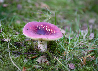 Nahaufnahme eines Pilz im Wald. Pilze sind teilweise giftig und teilweise essbar.

