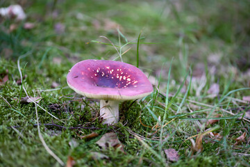Nahaufnahme eines Pilz im Wald. Pilze sind teilweise giftig und teilweise essbar.
