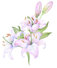 Obraz na płótnie Canvas Bouquet white lilies, pink lilies, flowers and buds watercolor flower arrangement