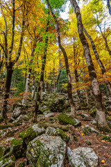 Colorful beech fall forest in Ordesa and Monte Perdido NP, Pyrenees, Aragon in Spain