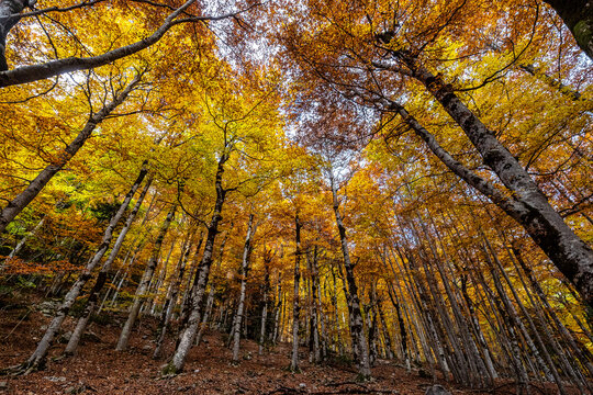 Colorful beech fall forest in Ordesa and Monte Perdido NP, Pyrenees, Aragon in Spain