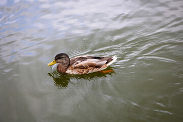 Stockenten in einem Teich. Die Stockente ist eine Vogelart und gehört zu den Entenvögeln.
