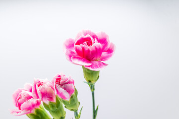 カーネーション