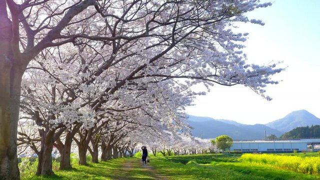 Rows of cherry blossom trees in full bloom and a woman walking with her dog in sunset