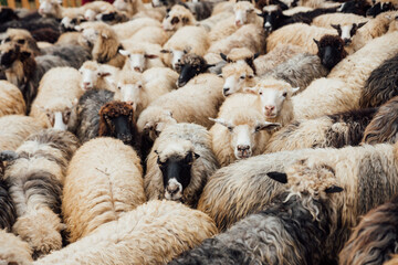 Naklejka premium Flock of sheep, sheep farm