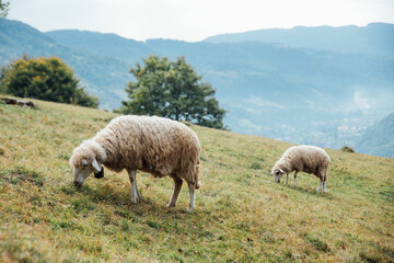 Fototapeta premium Beautiful panorama in Tatry mountains with sheeps eating grass.