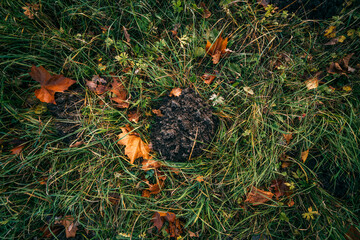 autumn leaves on the grass with mole hole
