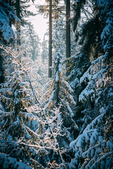detail of snow covered pine forest with sunlight