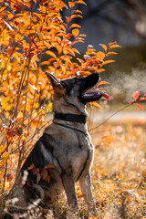 Beautiful dog breed German Shepherd in autumn 