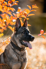 Beautiful dog breed German Shepherd in autumn 