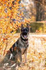 Beautiful dog breed German Shepherd in autumn 