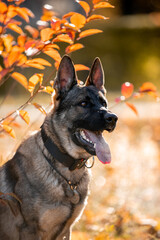 Beautiful dog breed German Shepherd in autumn 