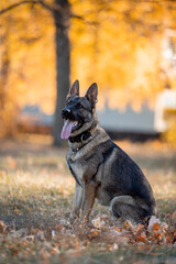 Beautiful dog breed German Shepherd in autumn 