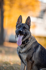 Beautiful dog breed German Shepherd in autumn 