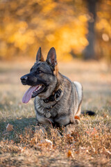 Beautiful dog breed German Shepherd in autumn 