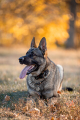Beautiful dog breed German Shepherd in autumn 