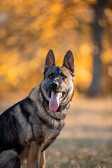 Beautiful dog breed German Shepherd in autumn 