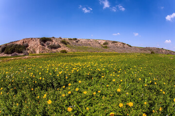 Fields of spring flowers