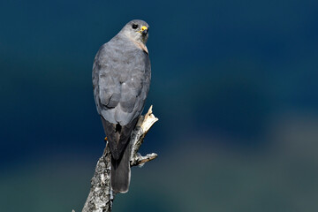 Levant sparrowhawk // Kurzfangsperber (Accipiter brevipes)