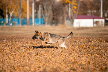 Beautiful dog breed German Shepherd in autumn 