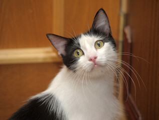 black and white cat with long mustaches