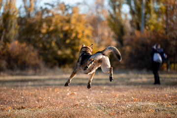 Beautiful dog breed German Shepherd in autumn 
