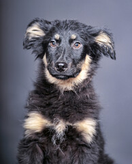 black and beige fluffy puppy mongrel