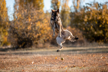 Beautiful dog breed German Shepherd in autumn 
