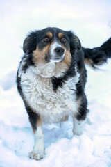 small tricolor mongrel dog in the snow