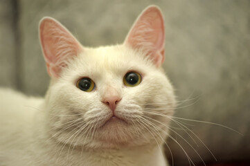 big white plump cat on the sofa
