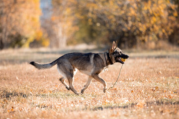 Beautiful dog breed German Shepherd in autumn 