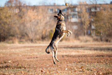 Beautiful dog breed German Shepherd in autumn 