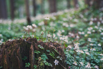 バイカオウレンの群生