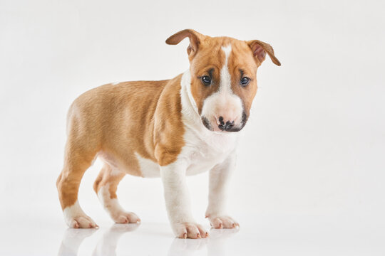 Miniature bull terrier puppy posing on white background. Portrait of a red or brown bull terrier in studio. Canine friend.