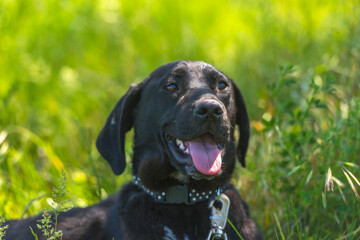 Fototapeta premium black dog with hanging ears, mongrel