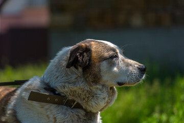 big red and white mongrel dog on the lawn