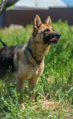 blind german shepherd dog at animal shelter