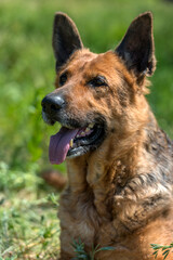 Naklejka premium old german shepherd among green grass