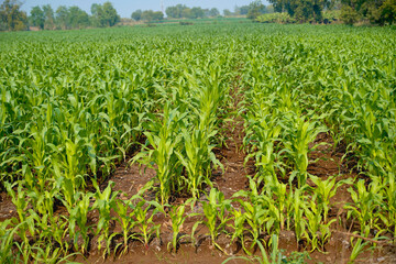 Fresh Sorghum millet agriculture field.
