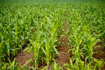 Fototapeta premium Fresh Sorghum millet agriculture field.