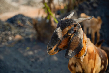 Indian goat at dairy farm, rural scene