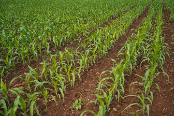 Fresh Sorghum millet agriculture field.