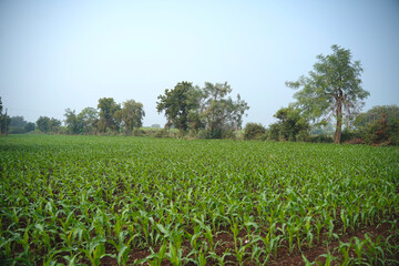 Fototapeta na wymiar Fresh Sorghum millet agriculture field.