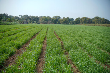 Fototapeta na wymiar Green wheat agriculture field at india.