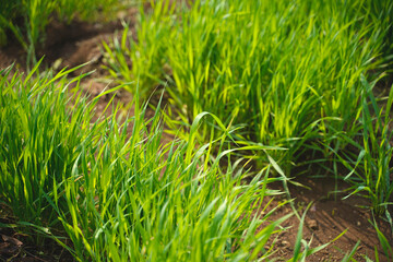 Obraz premium Green wheat agriculture field at india.
